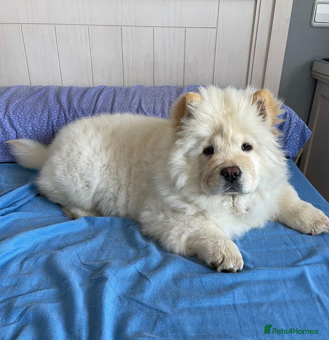 Chow Chow dogs for sale: Adorable Chow Chow Puppy for Rehome - Image 1