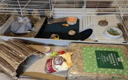 Mini Lop rabbits for sale: Adorable Mini-Lop-Cross - Image 10