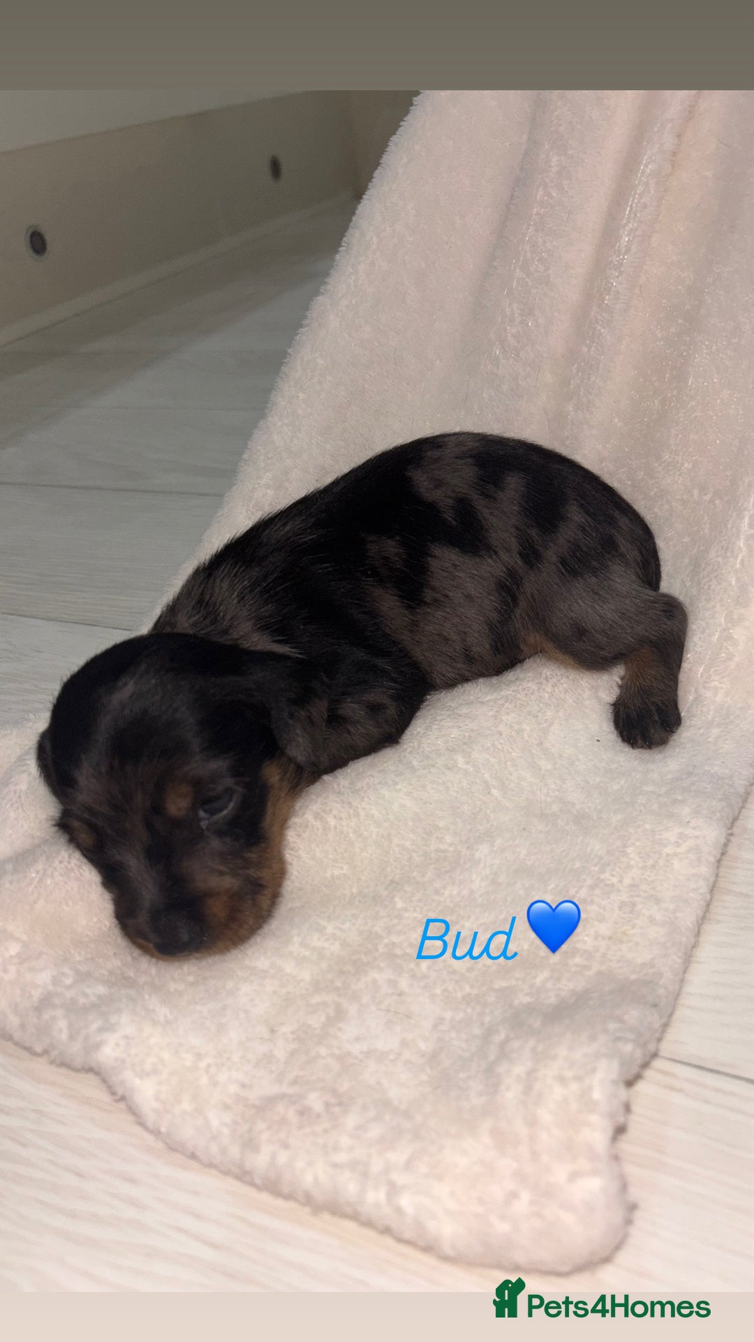 Mixed Breed dogs for sale: 5 Adorable miniature dapple schnoxie puppies - Image 18
