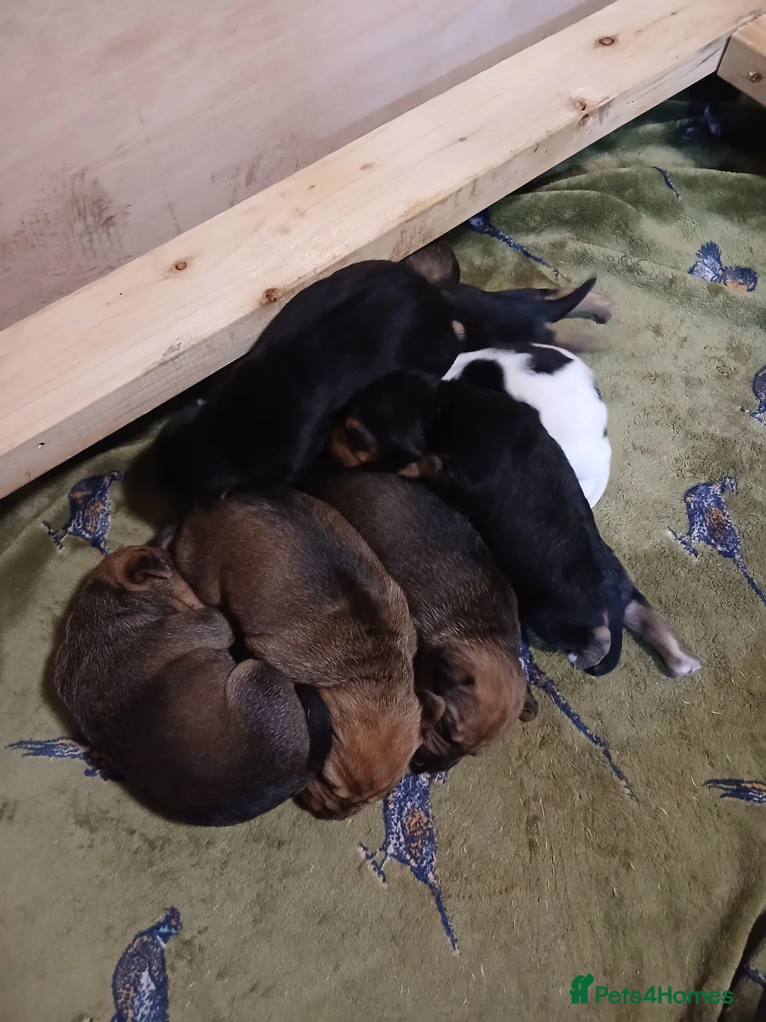 Mixed Breed dogs for sale: Beagle x lakeland  - Advert 5