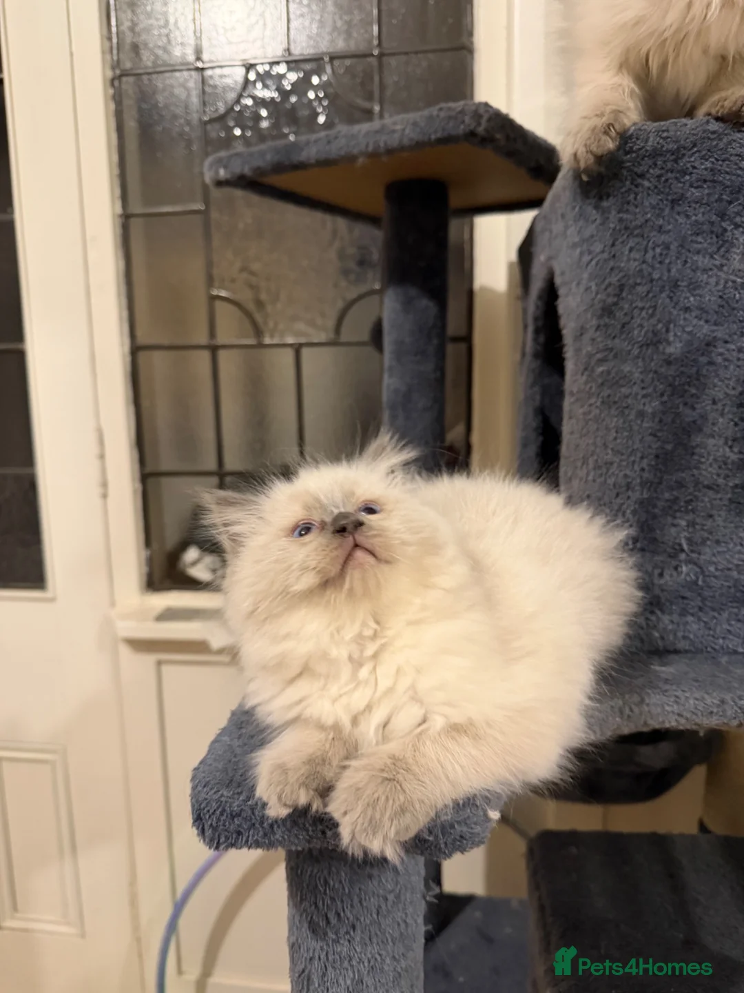 Ragdoll cats for sale: Ragdoll kittens TICA registered  - Advert 10