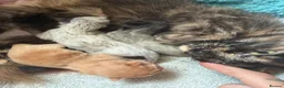 Mixed Breed cats for sale: Beautiful coloured part maincoon babies - Advert 6