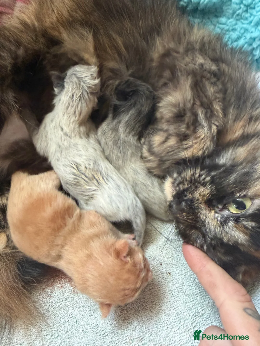 Mixed Breed cats for sale: Beautiful coloured part maincoon babies - Advert 6