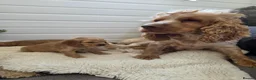 Cocker Spaniel dogs for sale: ✨️OUTSTANDING showtype health tested girl 🐶 - Advert 3