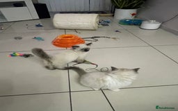 Ragdoll cats for sale: Ragdoll  - Image 7