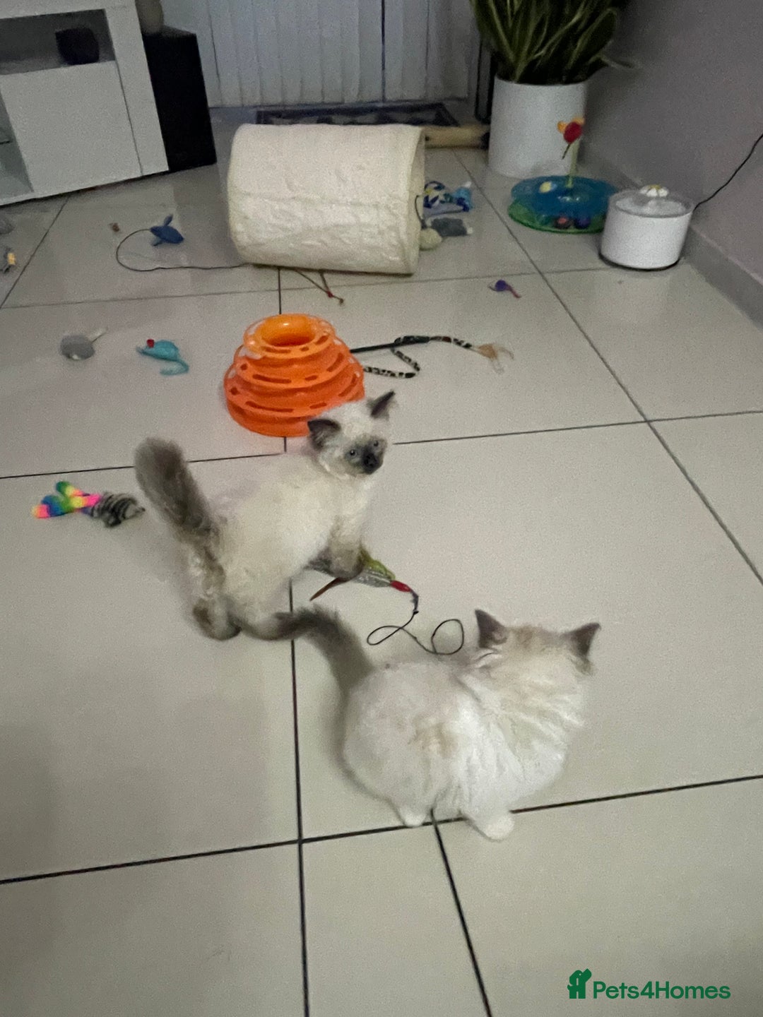 Ragdoll cats for sale: Ragdoll  - Image 7