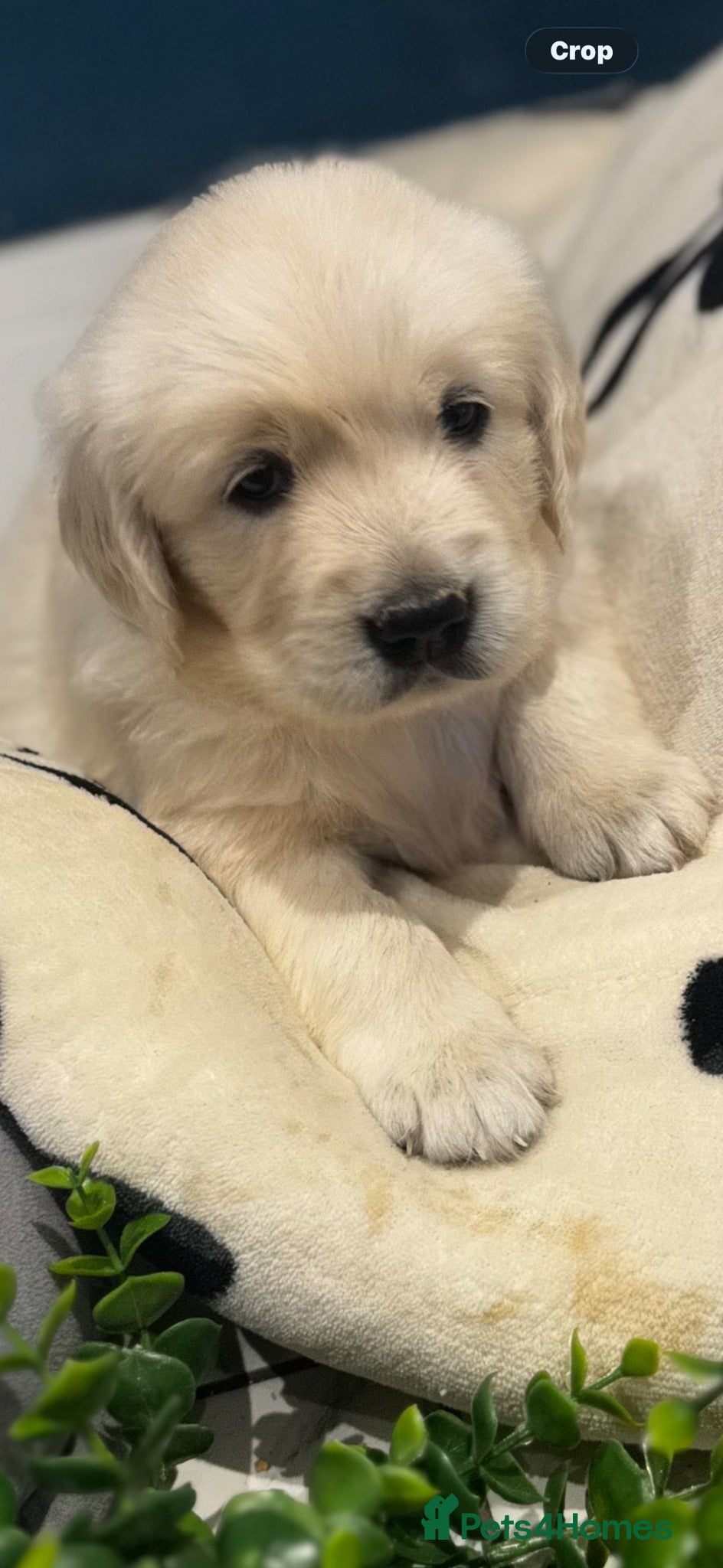 Golden Retriever dogs 9 exceptional Golden retriever  - Advert 2