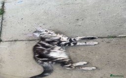 Bengal cats for sale: Bengal Tabby kittens - Image 20