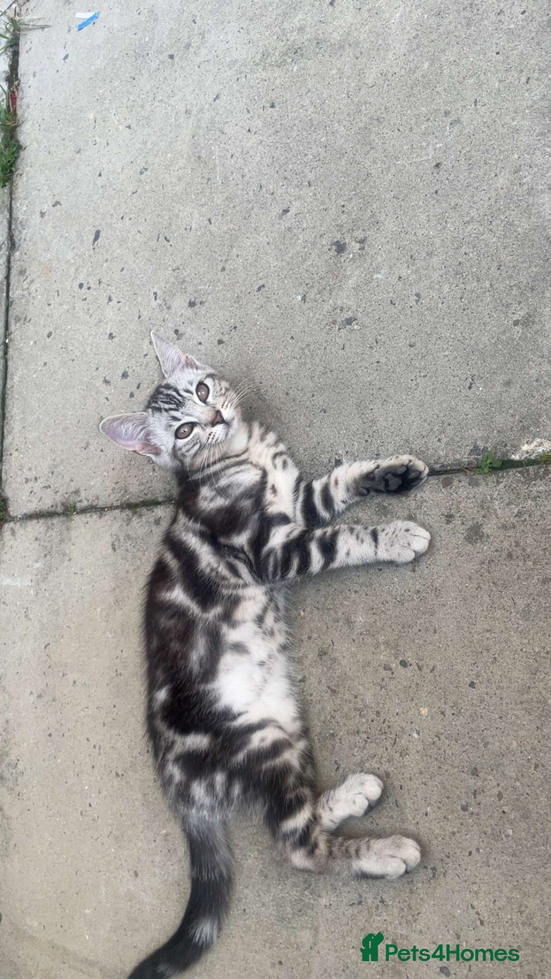 Bengal cats for sale: Bengal Tabby kittens - Image 20