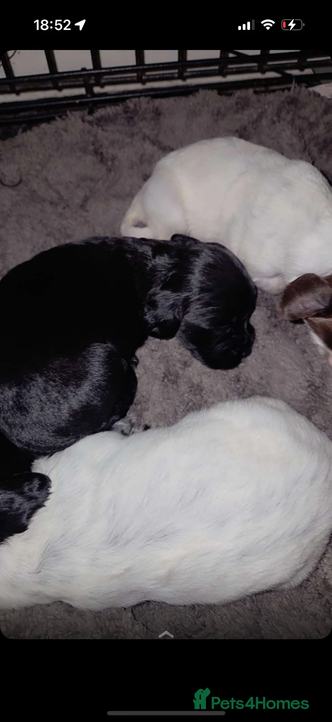 Cocker Spaniel dogs for sale: Cocker spaniel puppy  - Advert 5