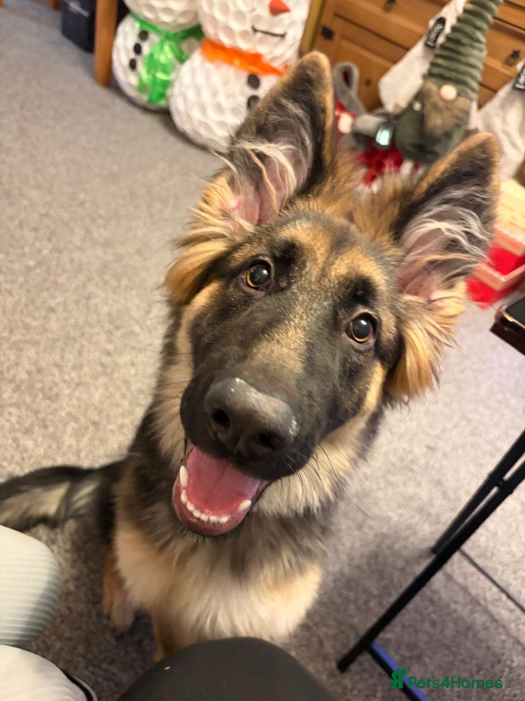 German Shepherd dogs for sale: Gorgeous German Shepard puppy - Advert 1