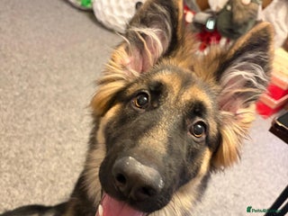 German Shepherd dogs Gorgeous German Shepard puppy - Advert 2