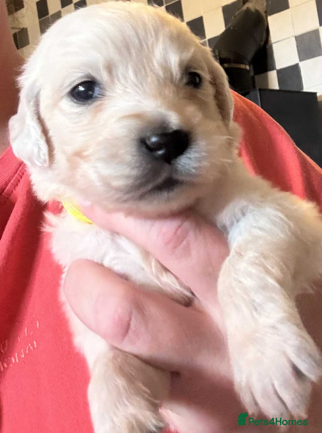 Golden Retriever dogs for sale: Amazing KC golden retriever puppies - Image 4