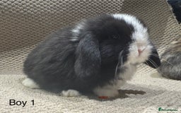 Mini Lop rabbits for sale: 🐰STUNNING MINI LOPS 🐰 ready to reserve!! - Image 9