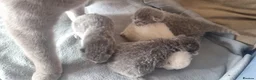 British Shorthair cats for sale: British shorthair kittens for sale in Camberley - Advert 6