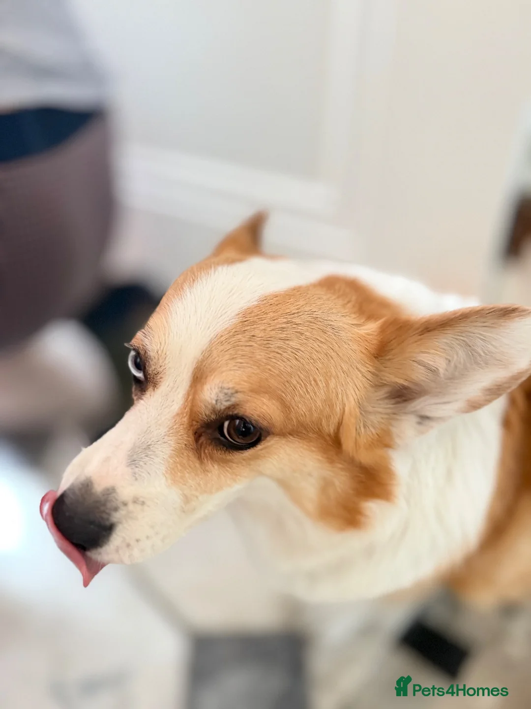Welsh Corgi Pembroke dogs for sale: Marfa needs new owner in London - Advert 2