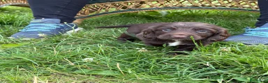 Sprocker 4