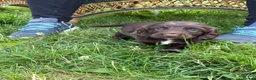 Sprocker dogs for sale: Sprocker puppies for sale  - Advert 4