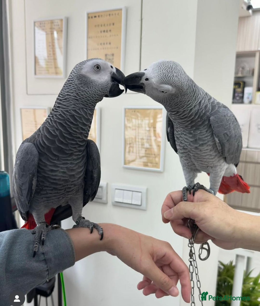 Parrots birds for sale: Super Tamed African Grey Parrots With Cage. - Image 9