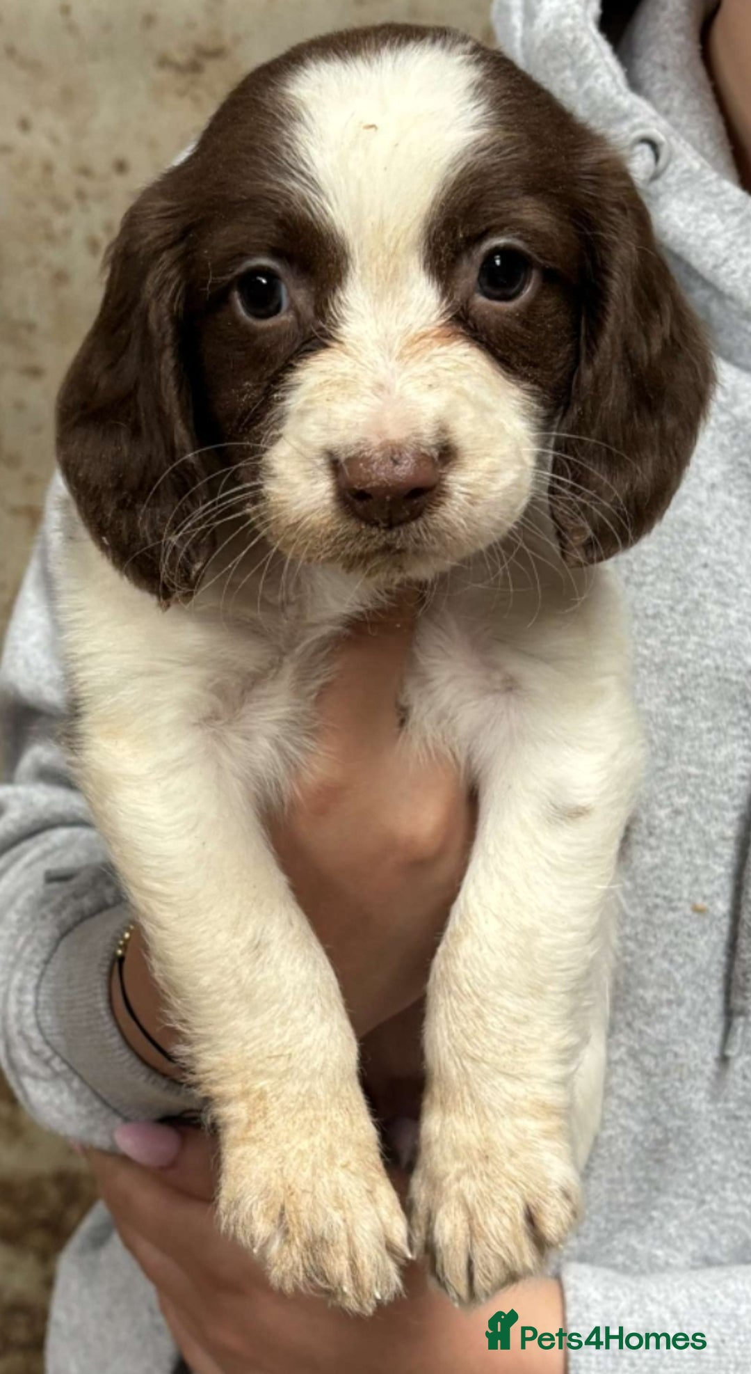 English Springer Spaniel dogs for sale: Springer pups - Image 3