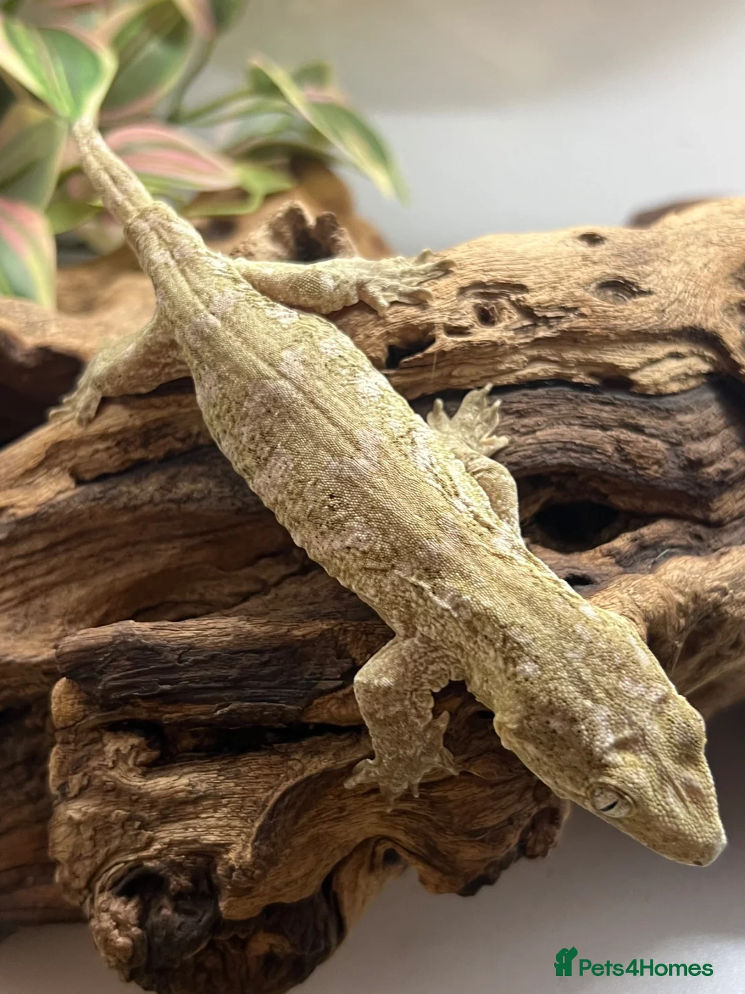 Gecko reptiles for sale: CB25 Pine Island Leachianus Gecko - Advert 6