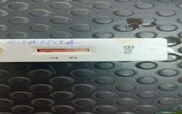 Mixed Breed dogs for adoption: 🌸MEET BIANCA - A Gentle Girl for a Loving Home - Advert 21