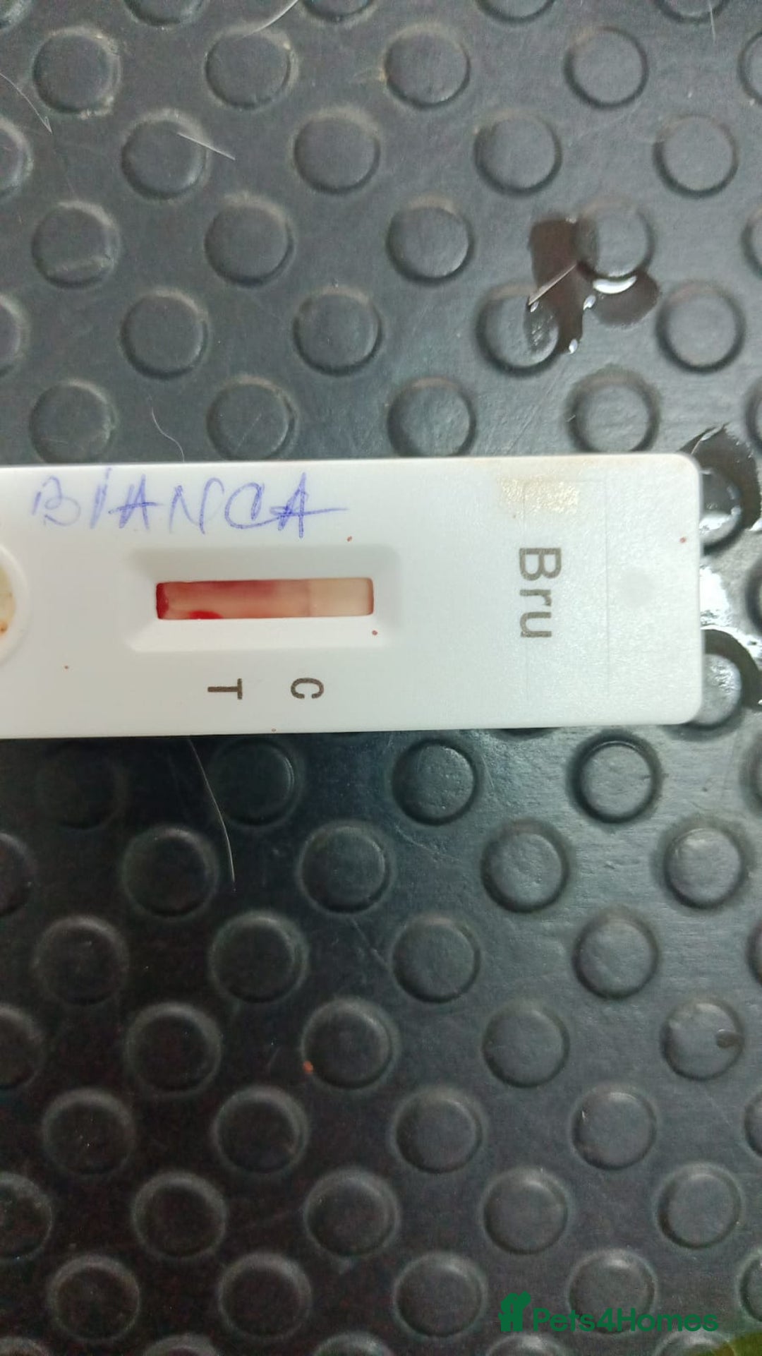 Mixed Breed dogs for adoption: 🌸MEET BIANCA - A Gentle Girl for a Loving Home - Advert 21