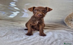 Patterdale Terrier dogs for sale: Patterdale Terrier pup - Image 2