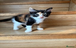 Mixed Breed cats for sale: Female kitten  - Image 1
