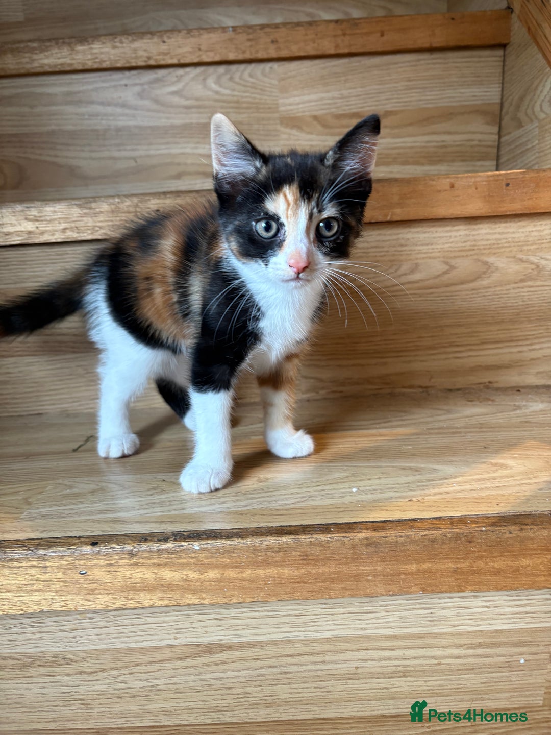 Mixed Breed cats for sale: Female kitten  - Image 1