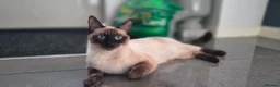 Burmese cats for sale: Burmese cross kittens - Advert 2