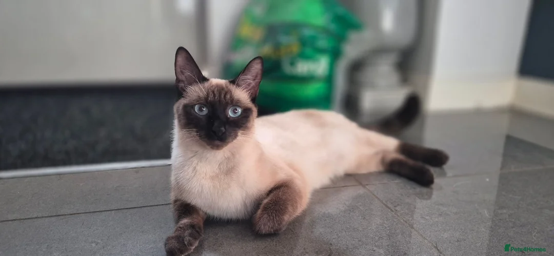 Burmese cats for sale: Burmese cross kittens - Advert 2