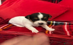 Jack Russell dogs for sale: Miniature Jack russel  - Advert 3