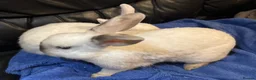 Mixed Breed rabbits for sale: 2 BUCKS  - Advert 4