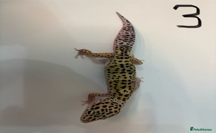 Leopard Gecko reptiles - Advert 1