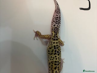 Leopard Gecko reptiles - Advert 13
