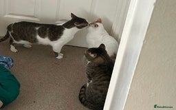 Mixed Breed cats for adoption: [Indoors only] Tom, Bryan, Ezzie: cuddliest boys - Image 4