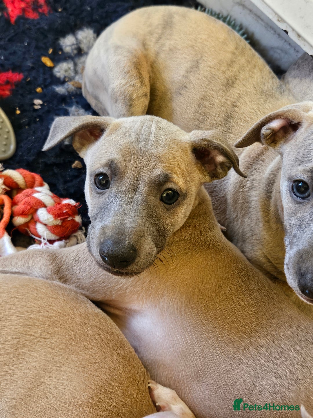 Whippet dogs for sale: ✨🐾 Gorgeous KC Registered Whippet puppies  🐾✨  - Advert 8
