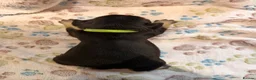 French Bulldog dogs for sale: Frenchie Pups for sale  - Advert 14