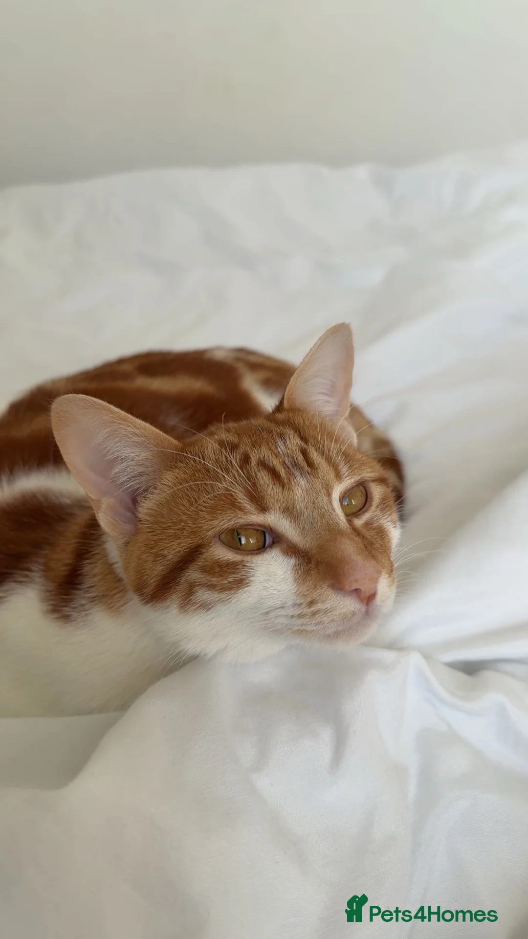 American Shorthair cats for sale: cat for sale - Advert 1