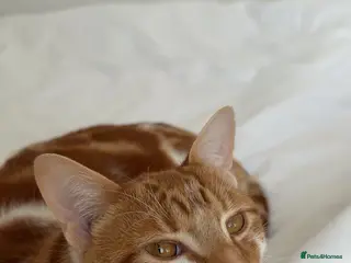 American Shorthair cats cat for sale - Advert 15