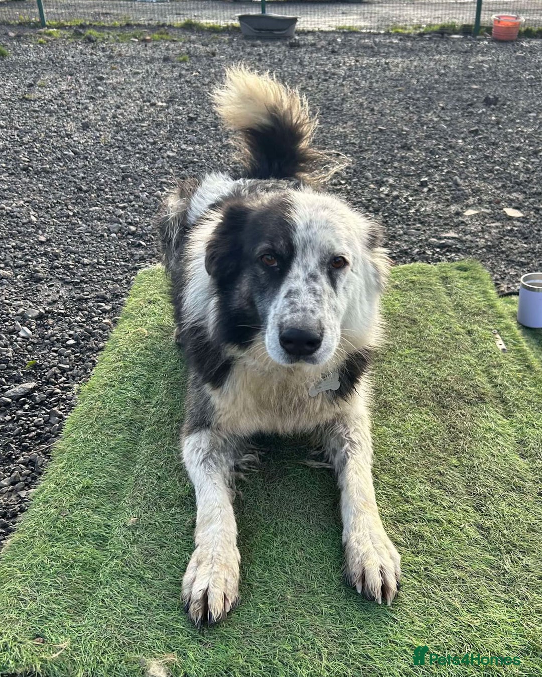 Mixed Breed dogs for adoption: BARNEY - Needs an Experienced Home - Image 4
