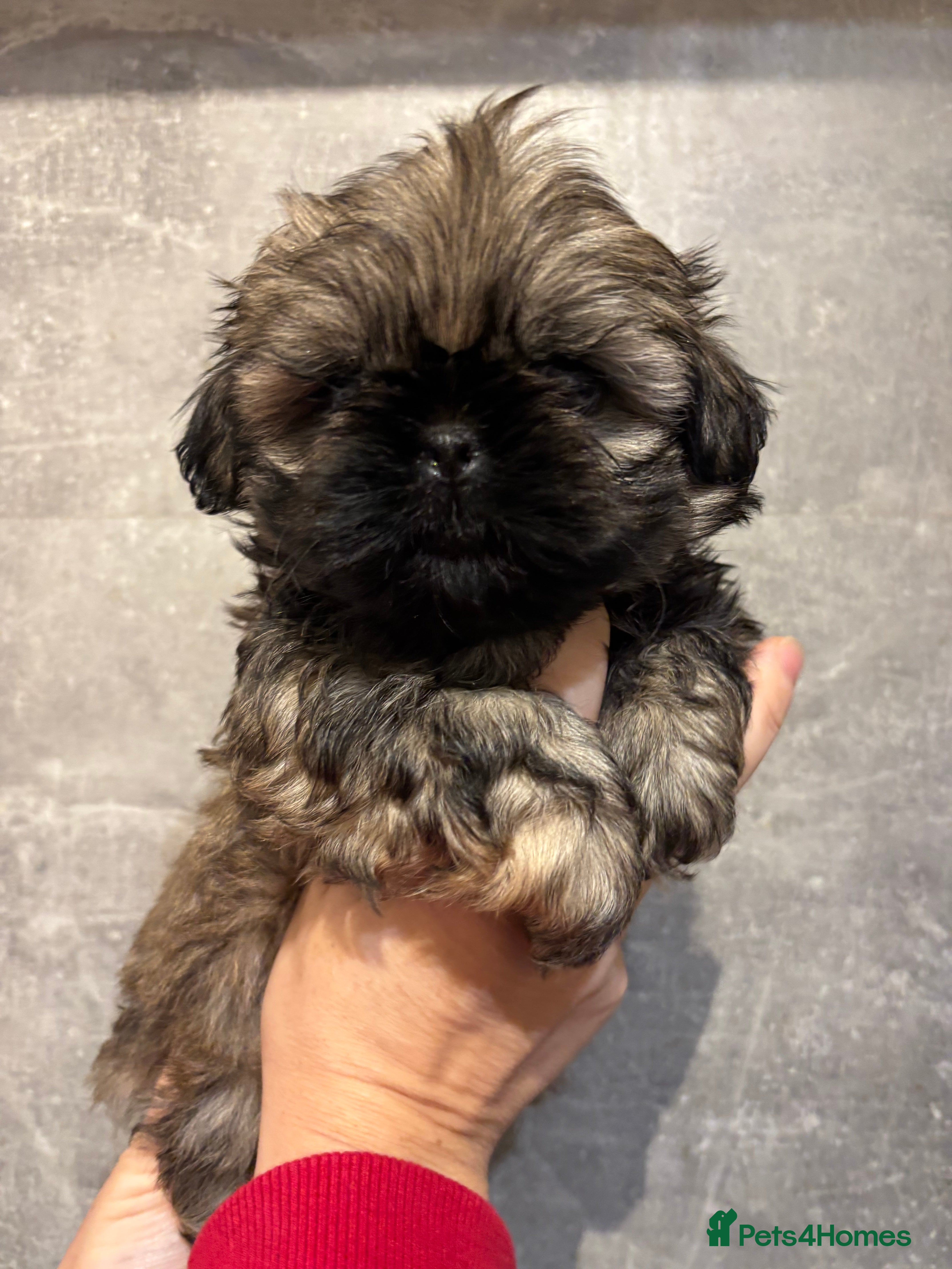 Shih Tzu dogs Imperial Shih Tzu male - Advert 1