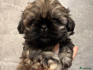 Shih Tzu dogs Imperial Shih Tzu male - Advert 5