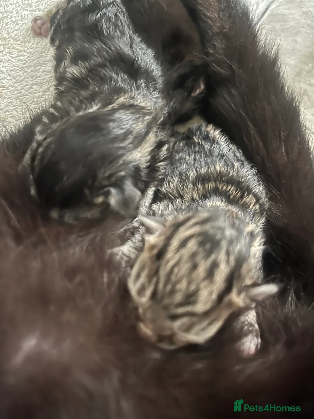 Mixed Breed cats for sale: Amber Bengal X shorthaired Black kittens in Cambridge - Advert 26