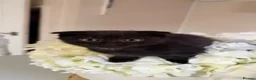 Scottish Fold cats for sale: Scottish fold x bengal - Advert 4