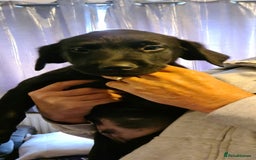 Borador dogs for sale: Male Borador Pups - Image 6