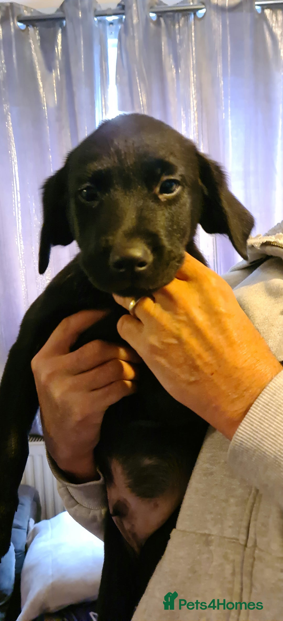 Borador dogs for sale: Male Borador Pups - Image 6