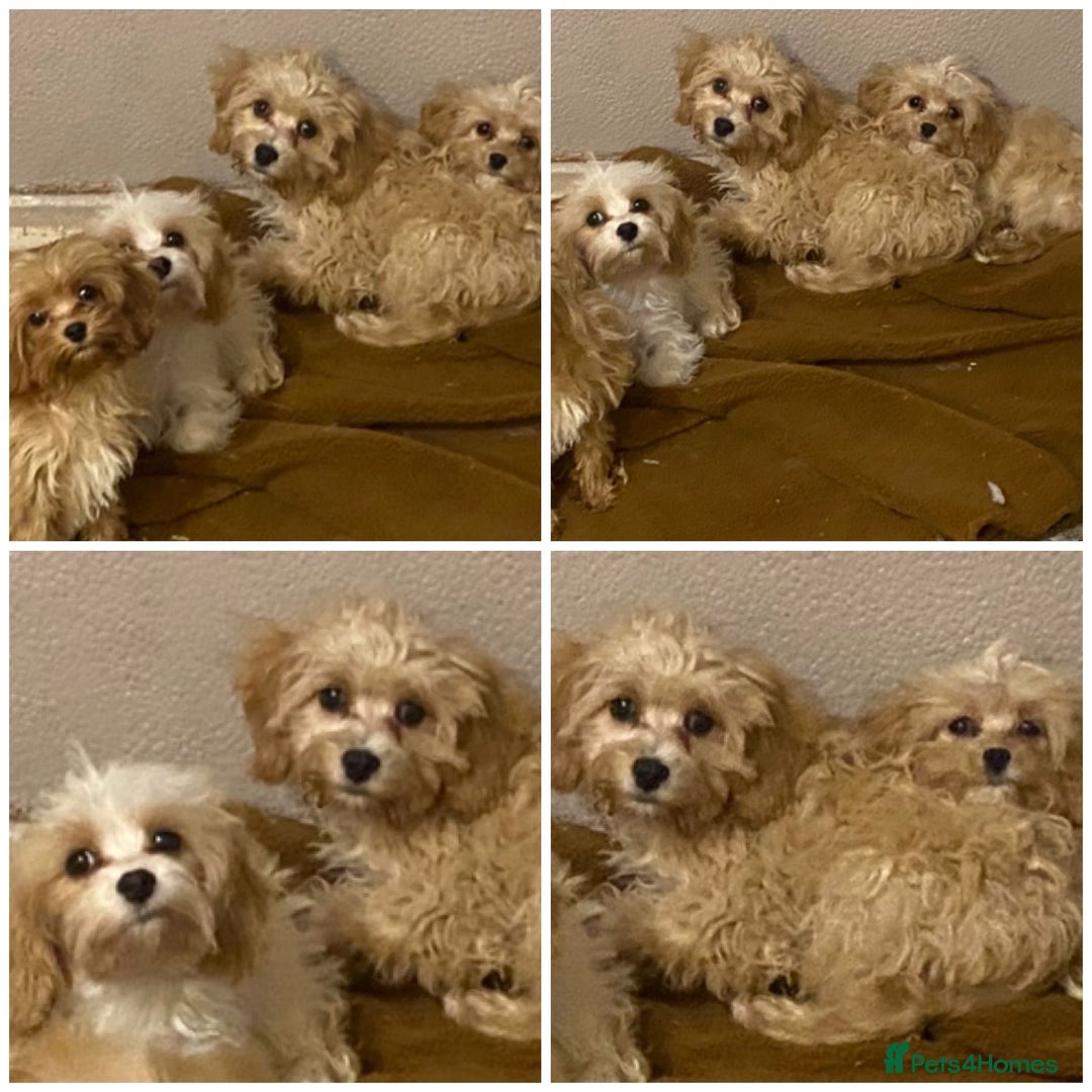 Maltipoo dogs for sale: F1 Asian Maltipoo puppies  - Advert 2