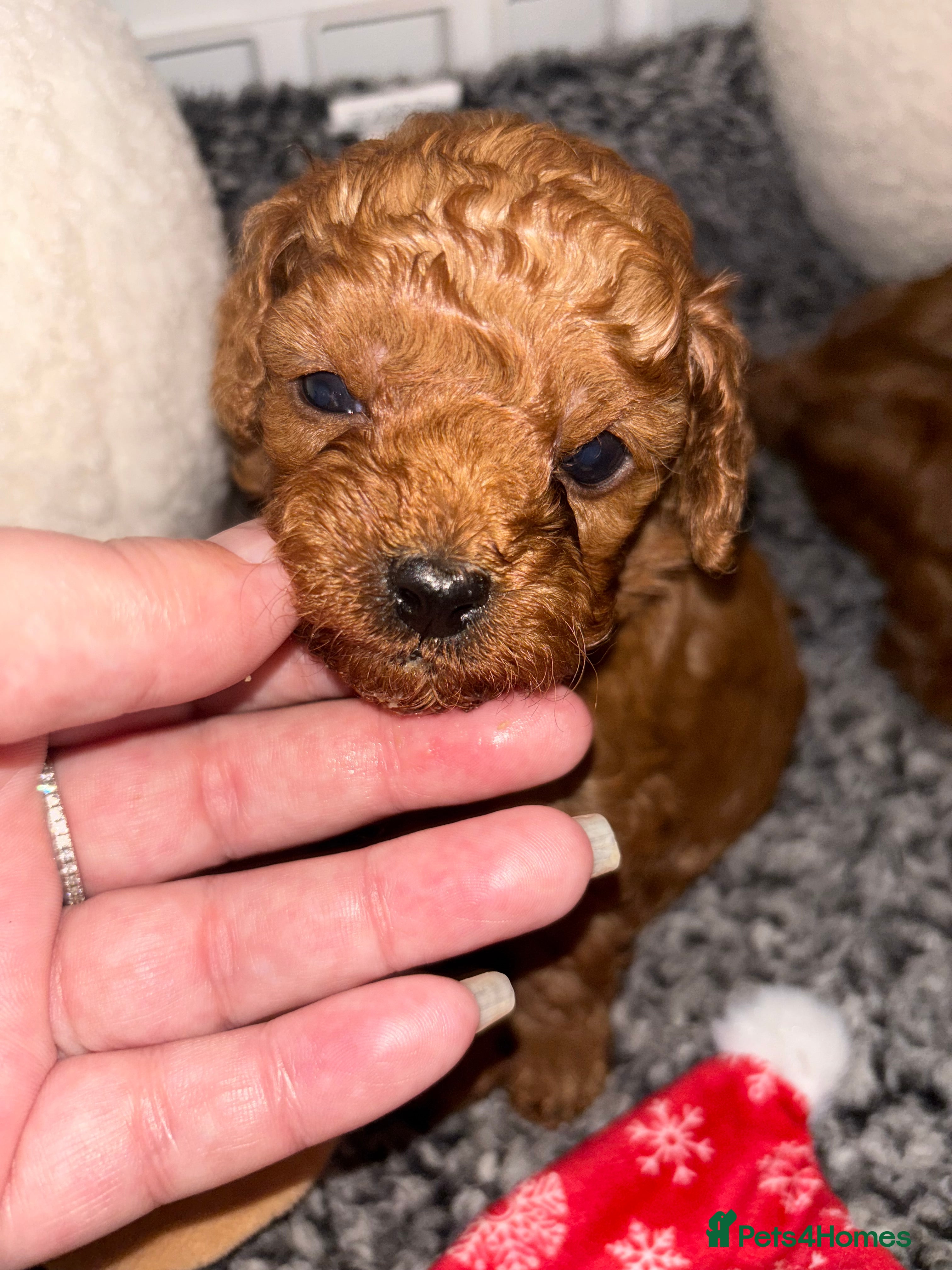 Cavapoo dogs Cavapoo - Advert 2